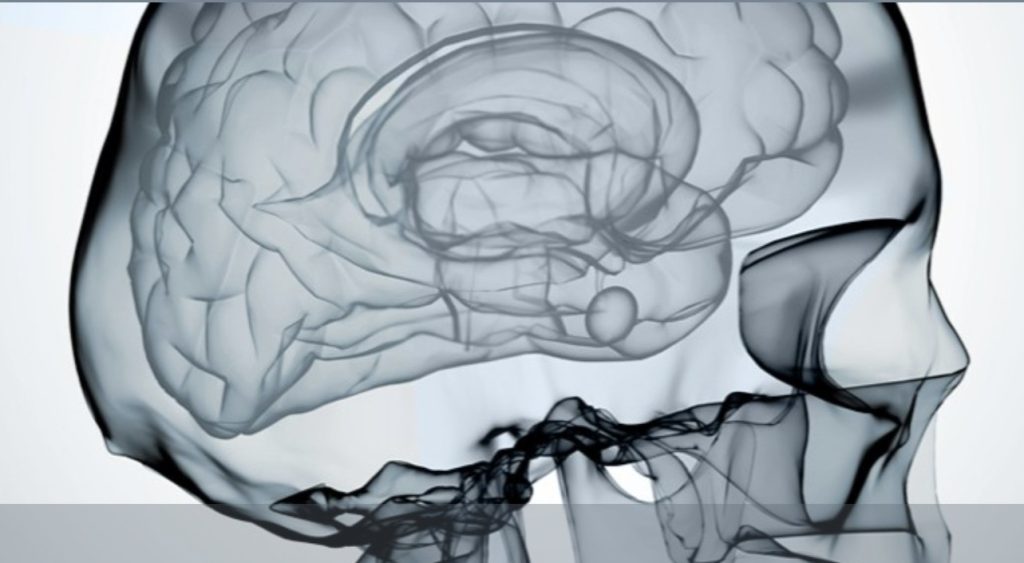 brain